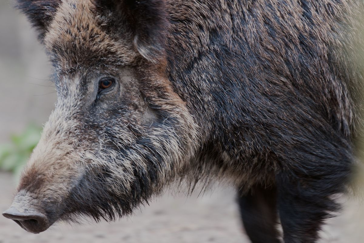 Why Feral Hogs Are the Biggest Threat to Screwworm Spread