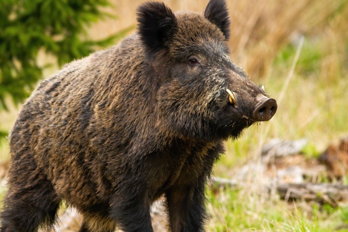Big Pig Drop Trap vs BoarBuster: Whole Sounder Capture for Landowners
