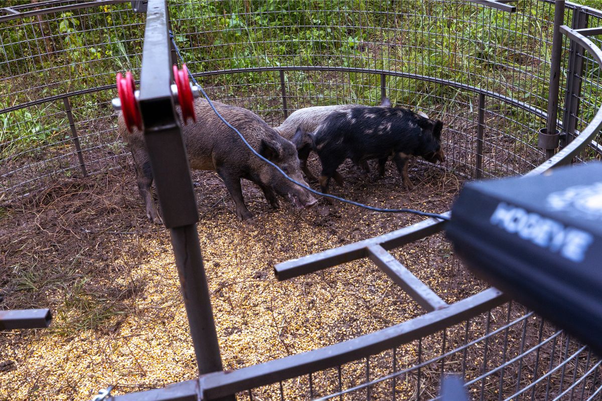 Remote Hog Trap Setup: Drop Gate + HogEye Cellular Bundle