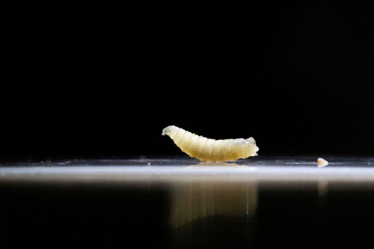What Is New World Screwworm? How It Spreads and Why It's Dangerous