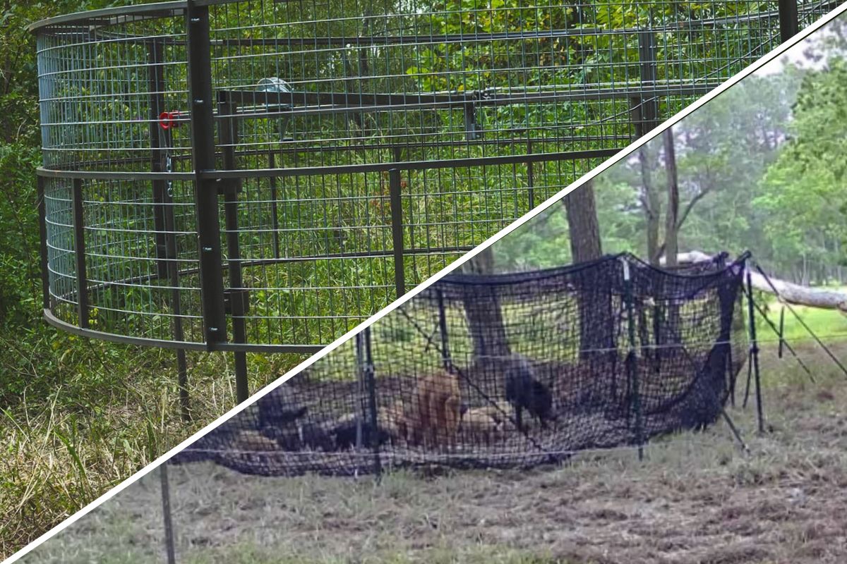 Big Pig Drop Trap vs Pig Brig: Steel Drop vs Net for Whole Sounders