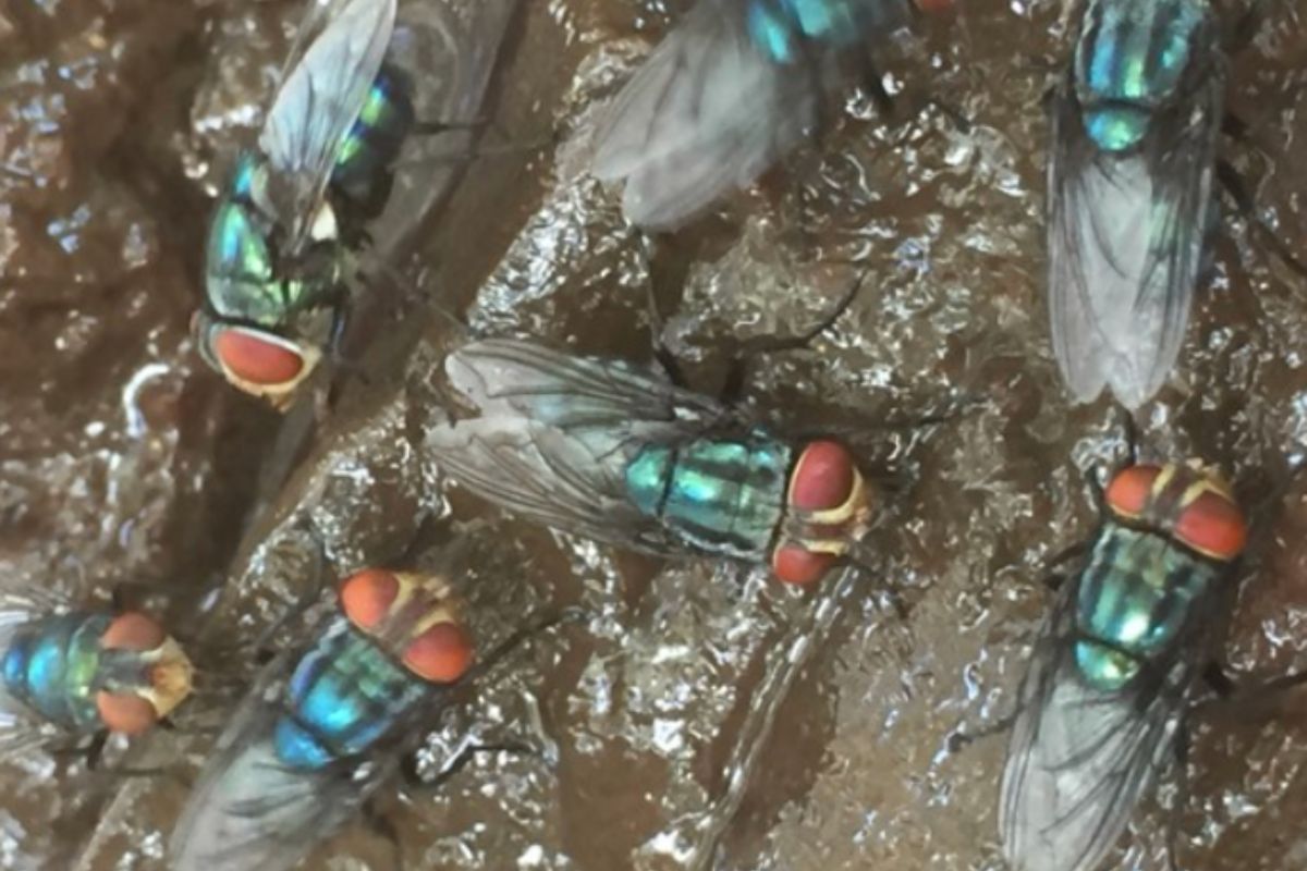 How High-Volume Hog Removal Lowers Ranch Fly Pressure