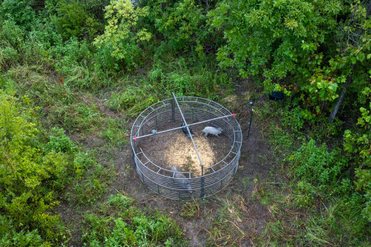 Louisiana Feral Hog Trapping: Trap Options Landowners Use