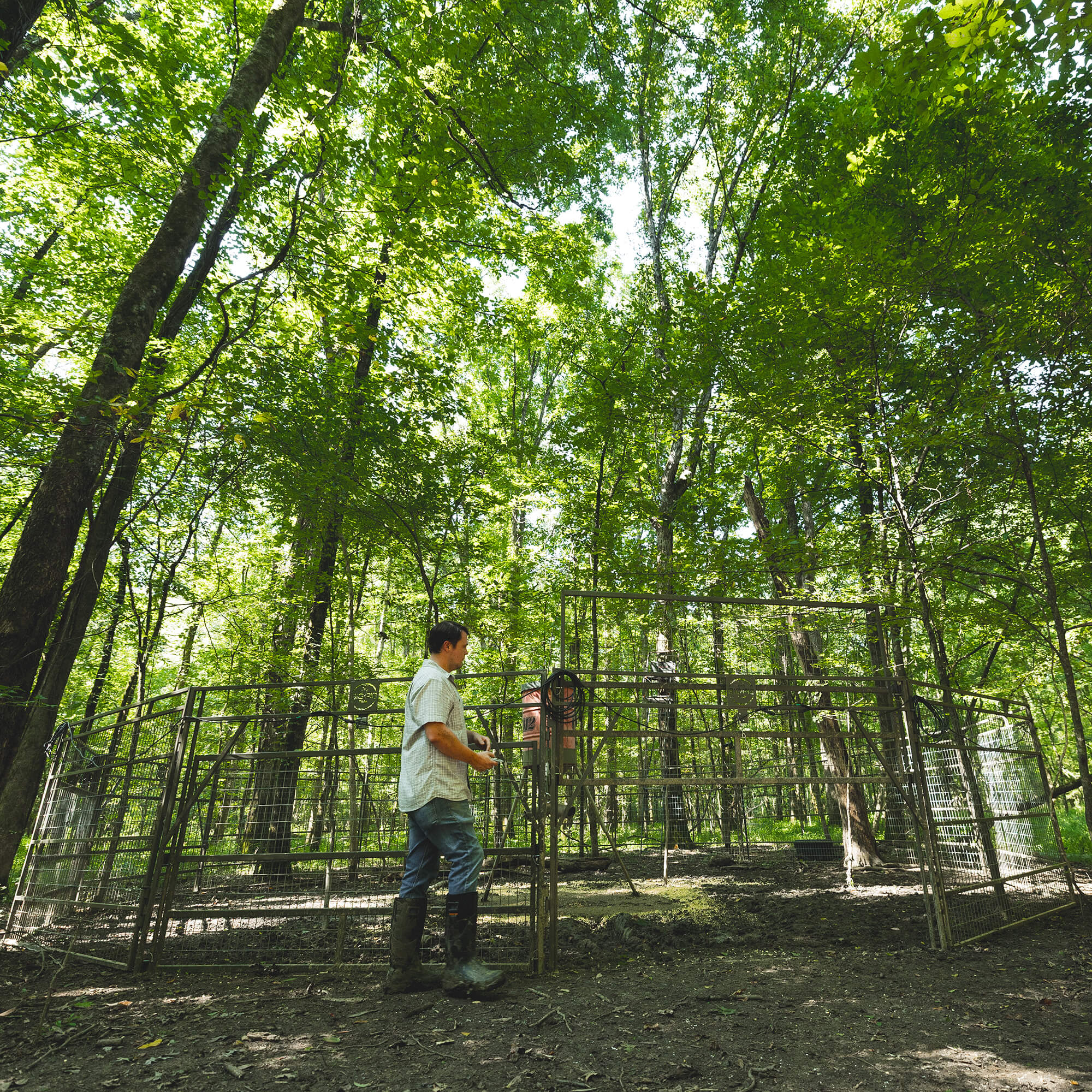 Panel Trap w/HogEye Camera