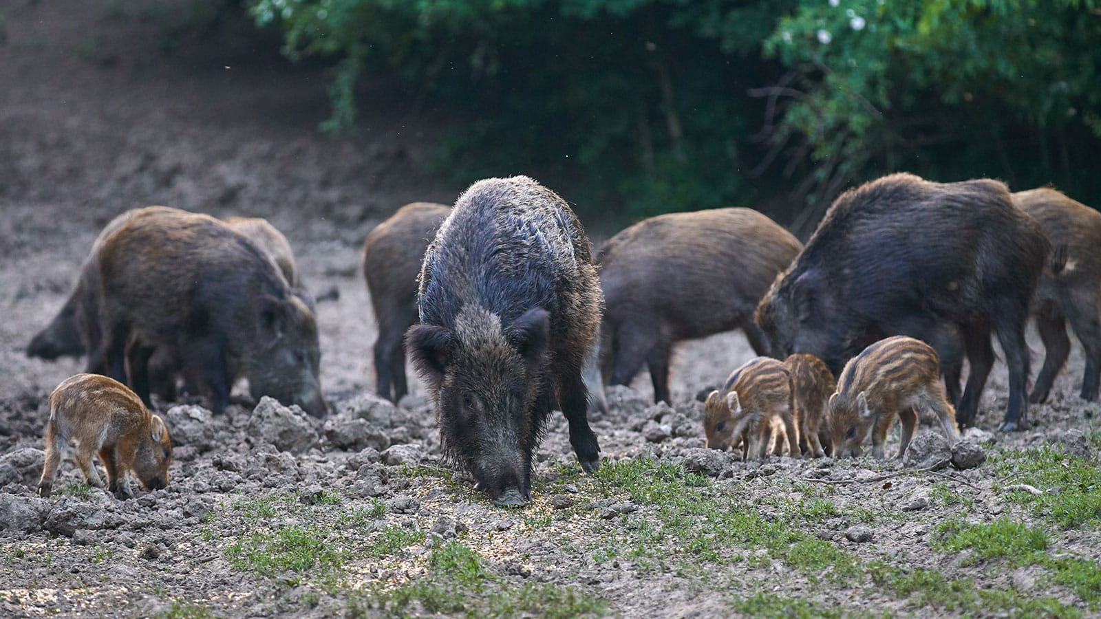 Arkansas Cost-Share - Big Pig Trap