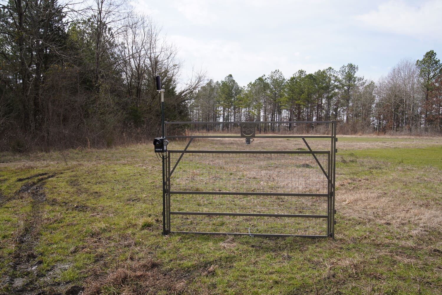 feral hog guillotine gate in field