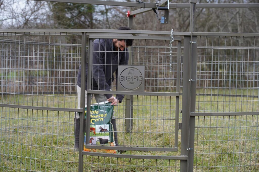 man inside feral hog drop trap opening bait